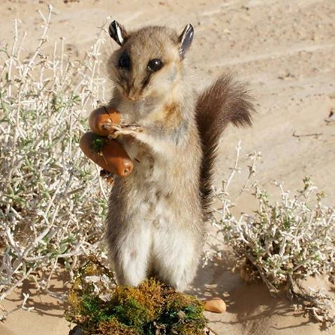 the-squirrel-thumbnail