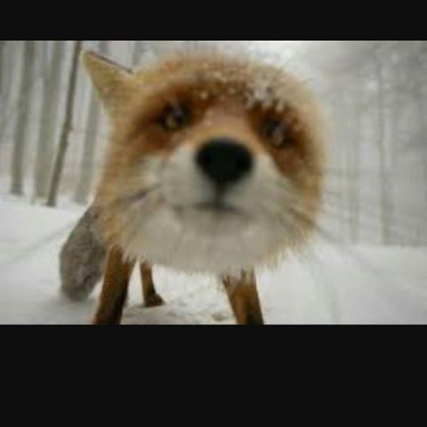 fox-newt-thumbnail