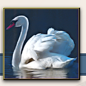 the-swan-with-two-nicks-thumbnail
