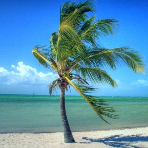the-palm-tree-thumbnail