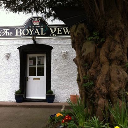 royal-yew-thumbnail