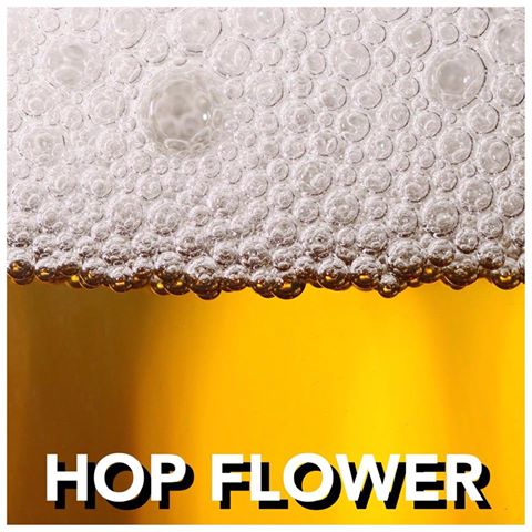 hop-flower-thumbnail