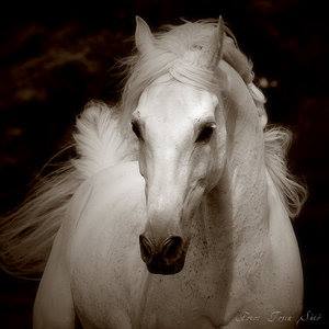 the-white-mare-thumbnail