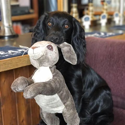 hare-hounds-thumbnail
